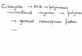 Image result for RNA Polymerase 3 Transcribes