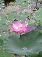 Image result for Lotus Flower Abstract Art