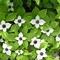 Image result for Shade Tolerant Ground Cover Plants