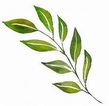 Image result for Leaf HD PNG Watercolor