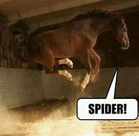 Image result for Funny Jumping Spider