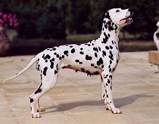 Image result for Dalmatian Pics