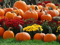 Image result for Fall Pics with Leaves and Pumpkins