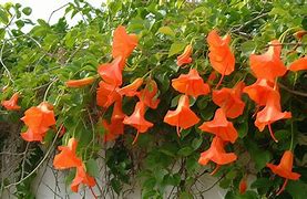 Image result for Green Vine Border