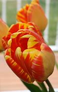 Image result for Striped Triumph Tulips