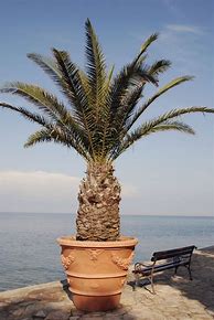 Image result for Potted Palm Tree