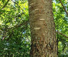 Image result for Black Cherry Tree