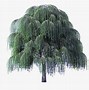 Image result for Shrub Willow Illustration