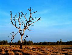 Image result for Dead Water Oak Tree with White Background