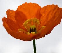 Image result for Orange Iceland Poppies