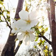 Image result for Tree Branch with Leaves