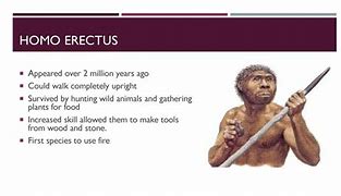 Image result for Homo Erectus Upright Man