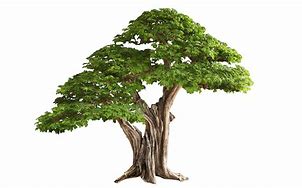 Image result for Big Family Tree Clip Art