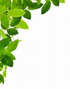 Image result for Background Leaf On Right Side