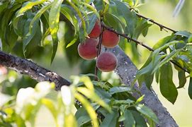 Image result for Pureed Peach Turnovers