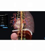 Image result for Body Anatomy 3D Model