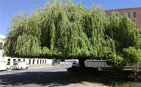 Image result for Nishiki Dappled Willow Tree