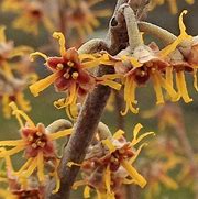 Image result for Witch Hazel Vernalis