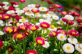 Image result for Bright Colorful Flowers Background