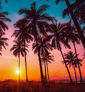 Image result for Pics of Fam Palm Tree