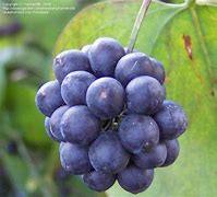 Image result for Briar Plant