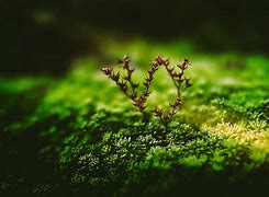 Image result for Macro Wallpaper 1920X1200