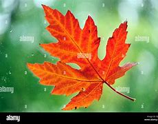 Image result for Single Fall Leaf