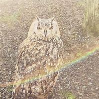 Image result for Sassy Owl