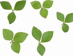 Image result for Quercus Alba Leaf