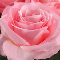 Image result for Artificial Long Stem Roses