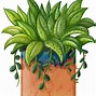 Image result for Tropical Vines Clip Art