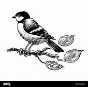 Image result for Bird On Branch Drawing