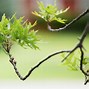 Image result for Red Pin Oak Tree