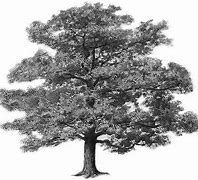 Image result for Big Family Tree Clip Art