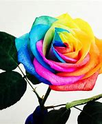 Image result for Bright Colored Flowers