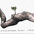 Image result for Tree Branch with Leaves Drawing