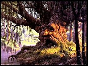 Image result for Enchanted Willow Tree