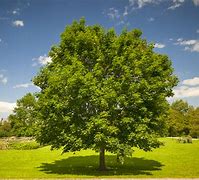 Image result for Jamoense Maple Tree Green