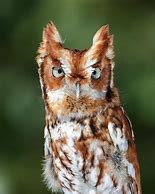 Image result for Eastern Screech Owl in a Tree