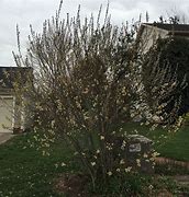 Image result for Salix Discolor Full-Grown