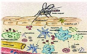 Image result for Immature Langerhans Cells