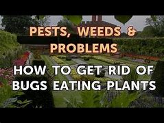 Image result for Devasting Bugs Eating Plants