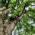 Image result for Elm Tree Ohio