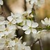 Image result for Apple Fruit Tree Bloom