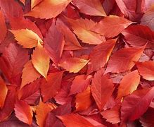 Image result for Spooky Fall Leaves Background