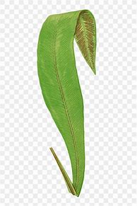 Image result for Fern Leaf Transparent