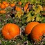 Image result for Fall Pics with Leaves and Pumpkins