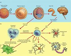 Image result for Different Types of Layers in a Neural Network