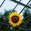 Image result for Pics of Sunflowers