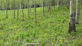 Image result for Aspen Forest Sillohette